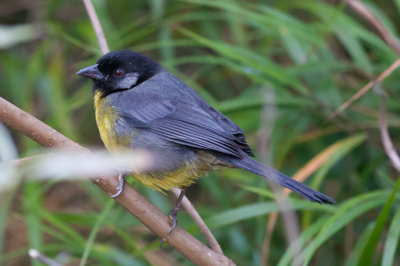 Santa Marta Brushfinch