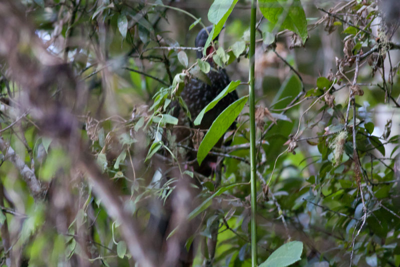 Band-tailed Guan