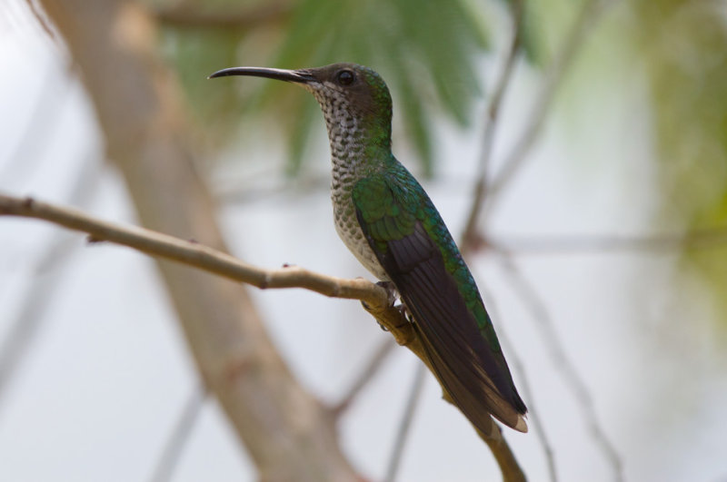 White-necked Jacobin