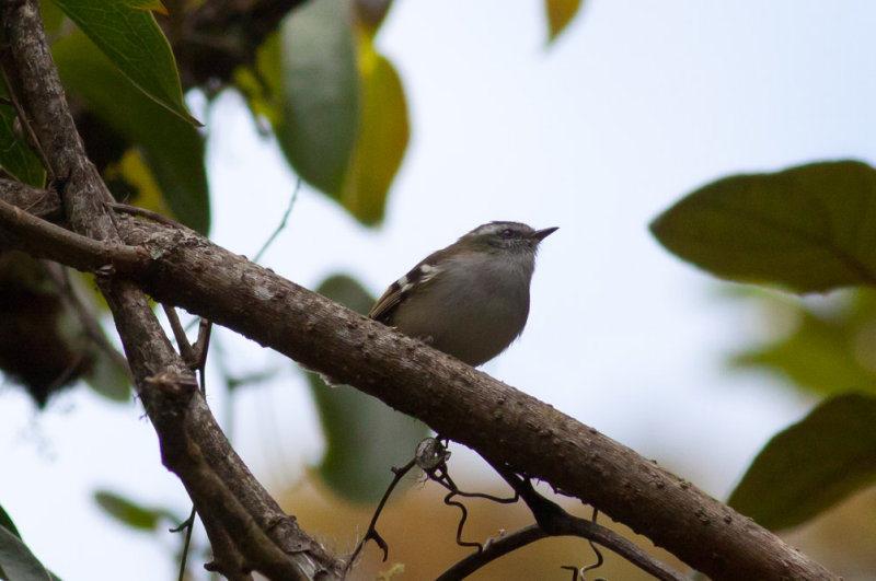 Black-capped Tyrannulet