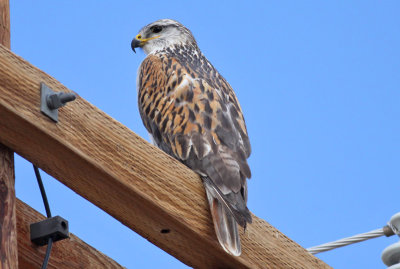 Ferruginous Hawk