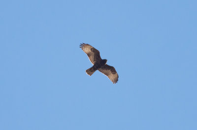 Harlans Red-tailed hawk