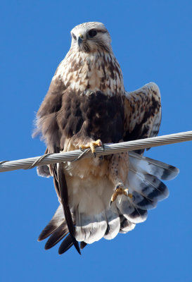 Rough-legged Hawk