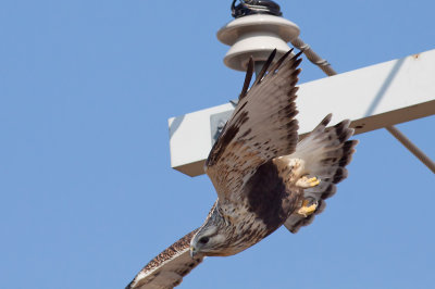 Rough-legged Hawk