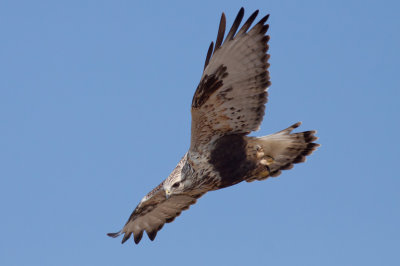 Rough-legged Hawk