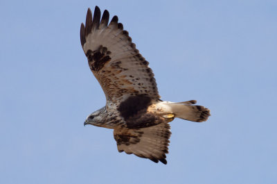 Rough-legged Hawk