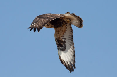 Rough-legged Hawk