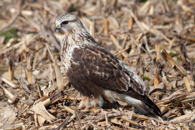 Rough-legged Hawk