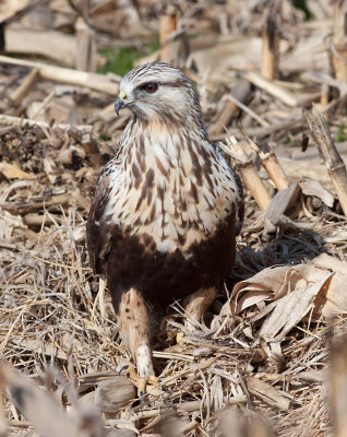 Rough-legged Hawk