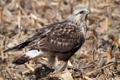 Rough-legged Hawk