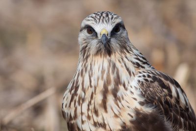 Rough-legged Hawk