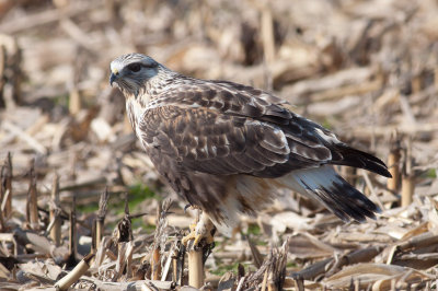 Rough-legged Hawk