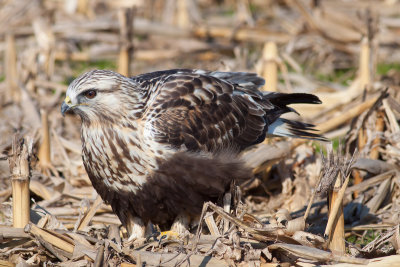 Rough-legged Hawk; Obion Co TN