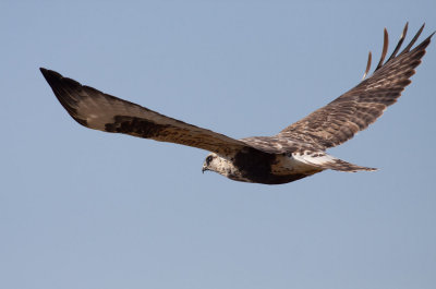 Rough-legged Hawk