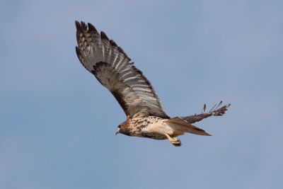 Red-tailed Hawk (western)