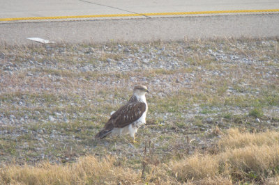 Ferruginous Hawk