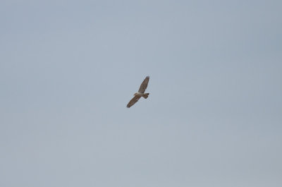 Ferruginous Hawk