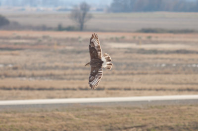 Ferruginous Hawk