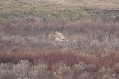 Ferruginous Hawk