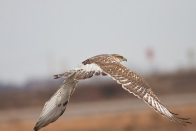 Ferruginous Hawk