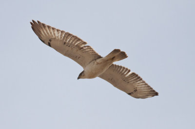 Ferruginous Hawk