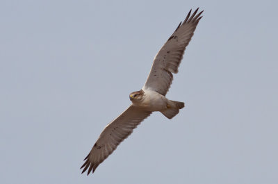 Ferruginous Hawk