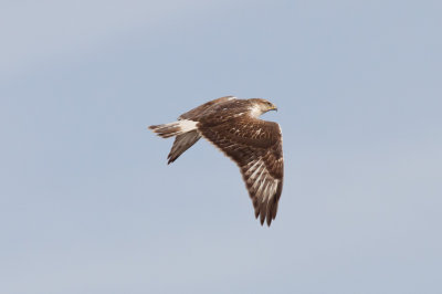 Ferruginous Hawk