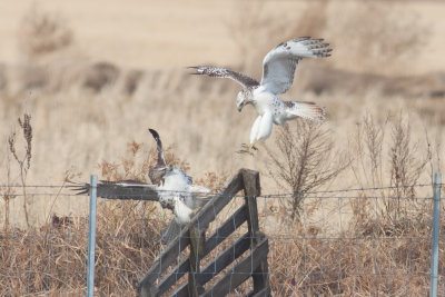 Red-tailed Hawks