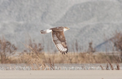 Ferruginous Hawk