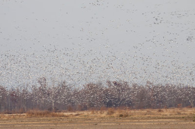 Geese near Jonesboro, AR