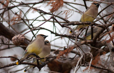 Cedar Waxwings