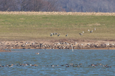 Sandhill Cranes