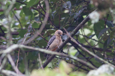 Red-crowned Woodpecker