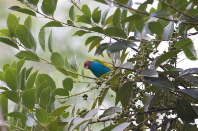 Bay-headed Tanager (Bay-and-blue)
