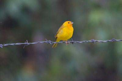 Saffron Finch (Saffron)