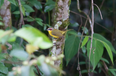 Rufous-capped Warbler (Chestnut-capped)