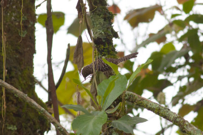 Band-backed Wren