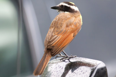 Great Kiskadee