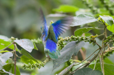 Spectacled Parrotlet