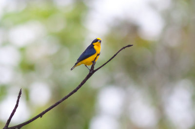 Thick-billed Euphonia (Black-tailed)