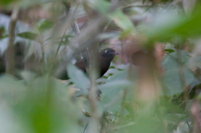 Immaculate Antbird (Andean)