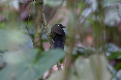 Immaculate Antbird (Andean)
