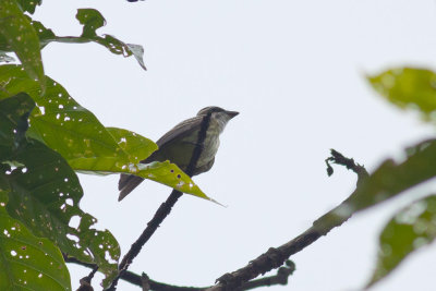 Piratic Flycatcher