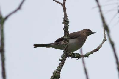 Black-billed Thrush