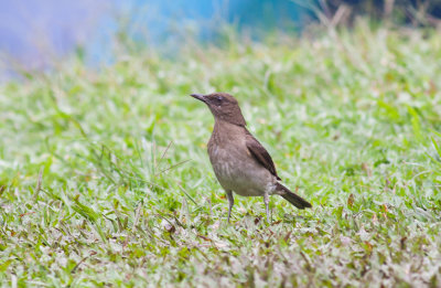 Black-billed Thrush