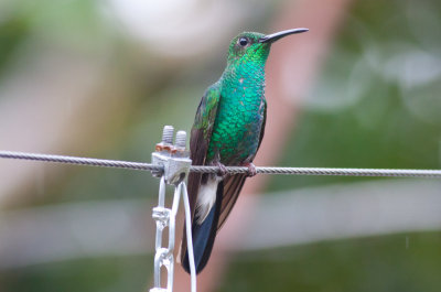 White-vented Plumeleteer