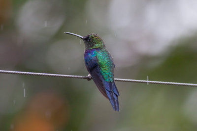 Violet-crowned Woodnymph (Colombian)