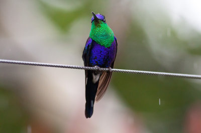Violet-crowned Woodnymph (Colombian)