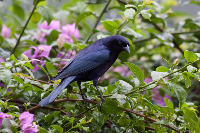 Shiny Cowbird