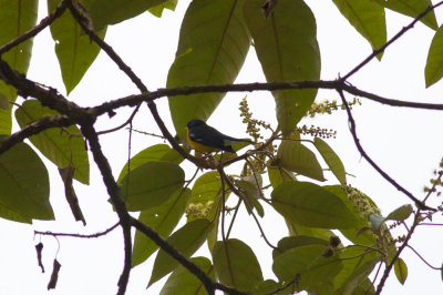 Tropical Parula